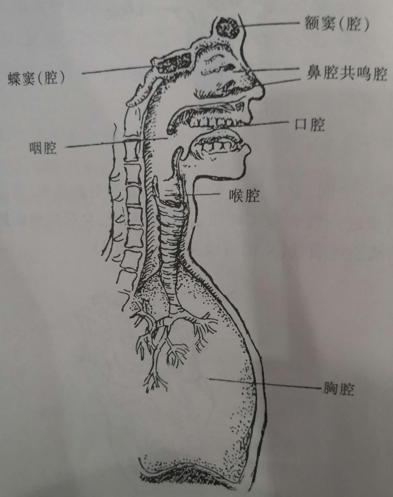 共鸣器官